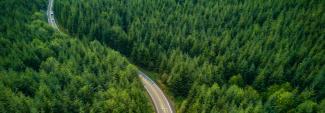 A few cars driving through a lush pine forest